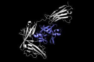 This image shows one protein (in gray) docking with another protein (in purple) to form a protein complex.