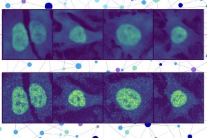 Two rows of cells under a microscope. The top row shows the model’s prediction of unseen cell lines and proteins, while the bottom row shows the experimental validation.