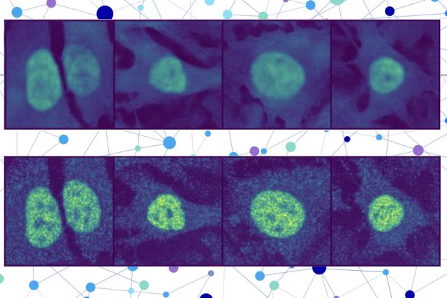 Two rows of cells under a microscope. The top row shows the model’s prediction of unseen cell lines and proteins, while the bottom row shows the experimental validation.
